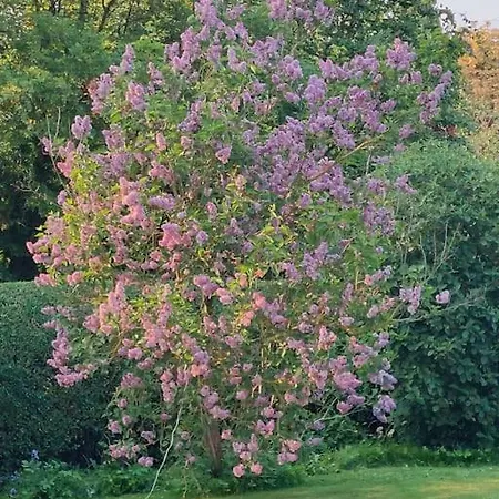 Olive Nidd Grange Moor Monkton York