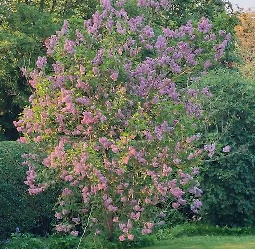 Olive Nidd Grange Moor Monkton يورك